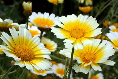 Chrysanthemum coronarium nazywane jest również byczym okiem.
