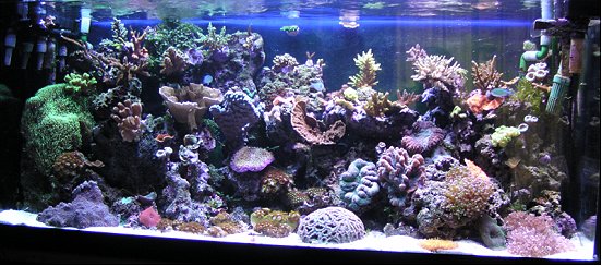 iluminación en un acuario de arrecife