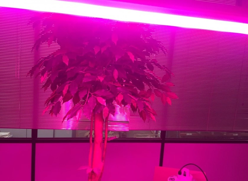 A cor da iluminação interior LED melhora o crescimento