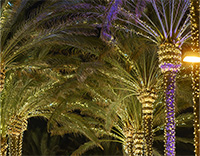 Luces para Árbol de Navidad